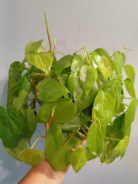 Neon Pothos